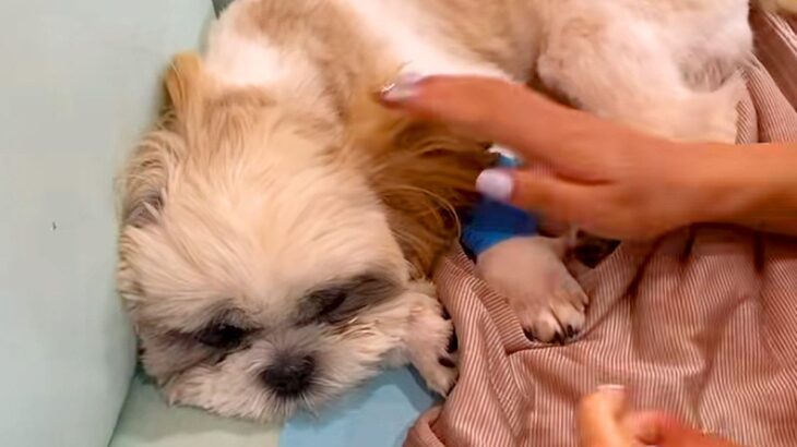 突然ご飯を食べなくなり、即入院した犬→医師からは『生命力にかけるしか』と言われ…まさかの『奇跡の物語』に反響「泣いた」「愛されてる」(ブログ)