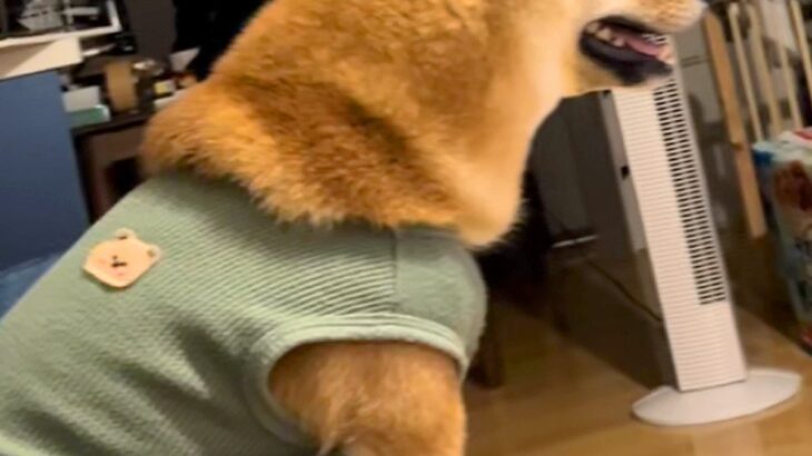 テレビドラマをつけたままソファで寝落ち→起きたら犬が隣にいて…犬とは思えない『まさかの光景』が45万再生「前のめりで草」「主婦やんｗｗ」(ブログ)