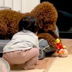 『アンパンマン人形』で遊ぶ大型犬と1歳の男の子→取り合いになって…まるで『本当の兄弟』のような光景に反響「可愛い」「勝ち誇ってるｗ」(ブログ)