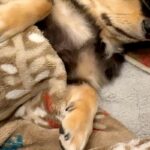 子犬を迎えて『人間の子どものように育てた』結果→1年8ヶ月後…愛おしすぎる『おねんね』が9万再生「和んだ」「安心してるのたまらない」(ブログ)