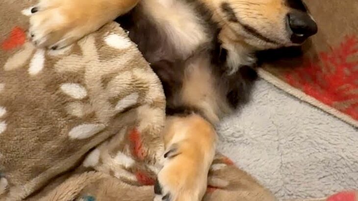 子犬を迎えて『人間の子どものように育てた』結果→1年8ヶ月後…愛おしすぎる『おねんね』が9万再生「和んだ」「安心してるのたまらない」(ブログ)