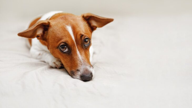 犬が『自信を失くしている』ときに見せるサイン3選　愛犬のプライドを傷つける飼い主のNG行為まで(ブログ)