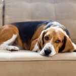 犬が『悲しそうに鳴く』心理５選　どんな理由があるの？感情を読み取る方法まで(ブログ)