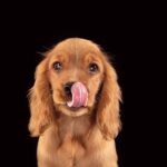 犬に絶対NGな『野菜』５選　与えてはいけない理由や誤食した場合の危険な症状まで(ブログ)