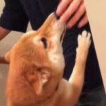 カナダに行っていた兄と初めて出会い、大興奮で出迎えしていた犬→辛辣すぎる『9年後の光景』が16万再生「9年の間に何が…」「熟年夫婦で草」(ブログ)