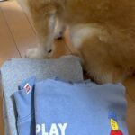 朝、ストーブの前で服を温めていた男の子→犬が強行突破して…微笑ましい光景が55万表示「顔が好きすぎて笑う」「定位置だもんねｗ」と爆笑の声(ブログ)