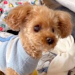 目も耳も悪くなってしまった老犬→帰省したお姉ちゃんが名前を呼んだら…『声が届いた瞬間』の光景が28万再生「お返事してる」「聞こえたね」(ブログ)