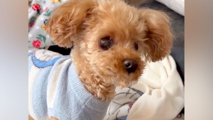 目も耳も悪くなってしまった老犬→帰省したお姉ちゃんが名前を呼んだら…『声が届いた瞬間』の光景が28万再生「お返事してる」「聞こえたね」(ブログ)