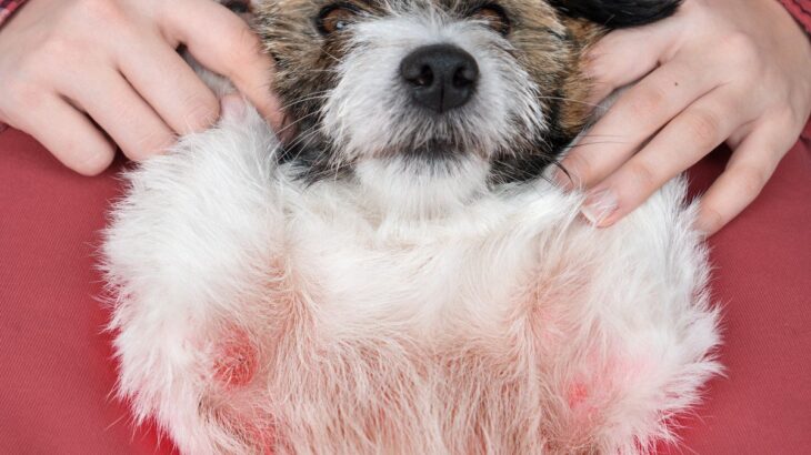 犬がなりやすい『皮膚病』6つ　症状が表れる原因や治療法までご紹介(ブログ)