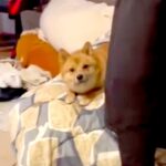 部屋に入ったら『誰だ…？』と警戒する犬→飼い主だと気づいた瞬間の『リアクション』が296万再生「どちら様感ｗ」「温度差あって草」と爆笑(ブログ)