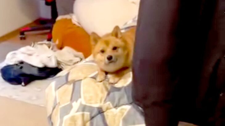 部屋に入ったら『誰だ…？』と警戒する犬→飼い主だと気づいた瞬間の『リアクション』が296万再生「どちら様感ｗ」「温度差あって草」と爆笑(ブログ)