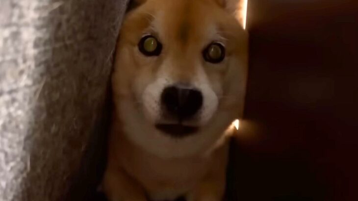 犬に服を着せようとしたら『大嫌いなカッパ』と勘違いしてしまい…まさかの『ブチギレる光景』が18万再生「いい性格してるｗ」「賢い証拠」(ブログ)