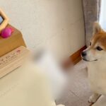 実家に帰省した犬→大好きだった『先輩犬の遺影』を見つめ…切なすぎる『まさかの行動』に涙「表情が…」「大好きだったもんね」と感動の嵐(ブログ)
