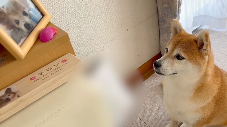 実家に帰省した犬→大好きだった『先輩犬の遺影』を見つめ…切なすぎる『まさかの行動』に涙「表情が…」「大好きだったもんね」と感動の嵐(ブログ)