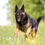 犬が飼い主に『危険を伝えている』サイン4つ　あなたを守ろうとしている？判断する方法まで(ブログ)