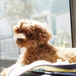 犬が『拗ねてしまった』ときにみせるサイン５選　ふてくされているワンコの行動や機嫌を直す方法まで(ブログ)