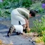 田舎に住むおばあちゃん→畑で野菜を収穫中、犬が一緒についてきて…『本当の孫』のような光景が48万再生「可愛すぎ」「お手伝い偉い」と大絶賛(ブログ)