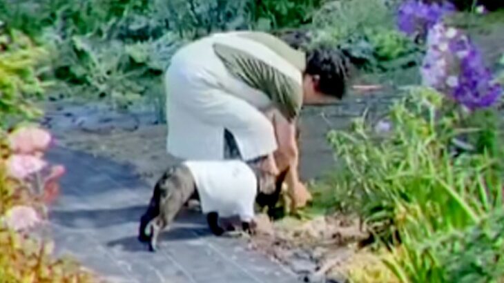 田舎に住むおばあちゃん→畑で野菜を収穫中、犬が一緒についてきて…『本当の孫』のような光景が48万再生「可愛すぎ」「お手伝い偉い」と大絶賛(ブログ)