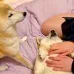 犬たちと『手術ごっこ』をして”助手役”を務めてもらおうとしたら…コントのような『まさかの対応』が面白すぎると95万再生「頼りなくて草」(ブログ)