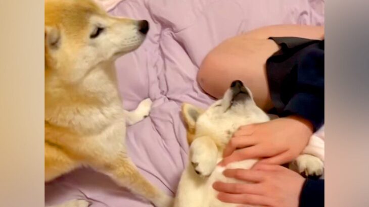 犬たちと『手術ごっこ』をして”助手役”を務めてもらおうとしたら…コントのような『まさかの対応』が面白すぎると95万再生「頼りなくて草」(ブログ)