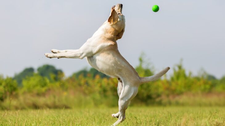 犬のジャンプが危険だと言われる『5つの理由』止めさせる方法はあるの？対処法まで(ブログ)