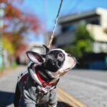 犬が物足りないと感じる散歩方法4つ　飼い主の間違った認識や満足させるためのポイントまで(ブログ)