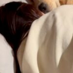 深夜1時に帰宅した男性→寝床を見てみると、彼女が『浮気』をしていて…あざとすぎる『まさかの光景』が142万再生「目がｗ」「勝ち誇ってる」(ブログ)