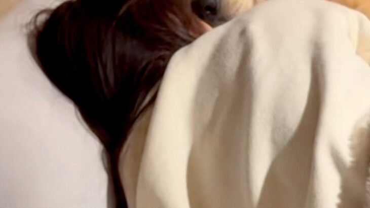 深夜1時に帰宅した男性→寝床を見てみると、彼女が『浮気』をしていて…あざとすぎる『まさかの光景』が142万再生「目がｗ」「勝ち誇ってる」(ブログ)