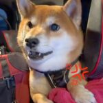 寒かったので犬の散歩を早めに切り上げた結果→車の中で見せた『想像以上の猛抗議』に反響「マジ許せんみたいなｗ」「可愛すぎて笑うしかない」(ブログ)