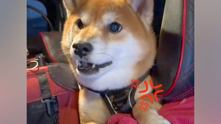 寒かったので犬の散歩を早めに切り上げた結果→車の中で見せた『想像以上の猛抗議』に反響「マジ許せんみたいなｗ」「可愛すぎて笑うしかない」(ブログ)