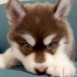 『こんなに小さかった赤ちゃん犬が…』生後4ヶ月になった結果→あまりにも尊い成長の記録が10万再生「愛しいのかたまり」「毎日が貴重な時間」(ブログ)