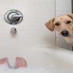 犬が『飼い主のお風呂を覗く』心理5選　可愛すぎる理由や飼い主がすべき対応まで(ブログ)