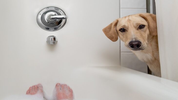 犬が『飼い主のお風呂を覗く』心理5選　可愛すぎる理由や飼い主がすべき対応まで(ブログ)