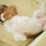 犬が『へそ天』する理由５選　飼い主にお腹を見せてくる理由やリラックスしてもらうコツまで(ブログ)