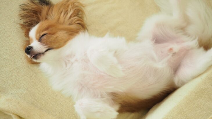 犬が『へそ天』する理由５選　飼い主にお腹を見せてくる理由やリラックスしてもらうコツまで(ブログ)