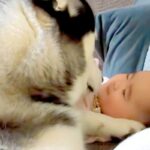 朝、赤ちゃん大好きなハスキー犬が見守り…ずっと見ていたくなる『愛を伝えている光景』がSNSで話題「良いベビーシッター」「優しい」と絶賛(ブログ)