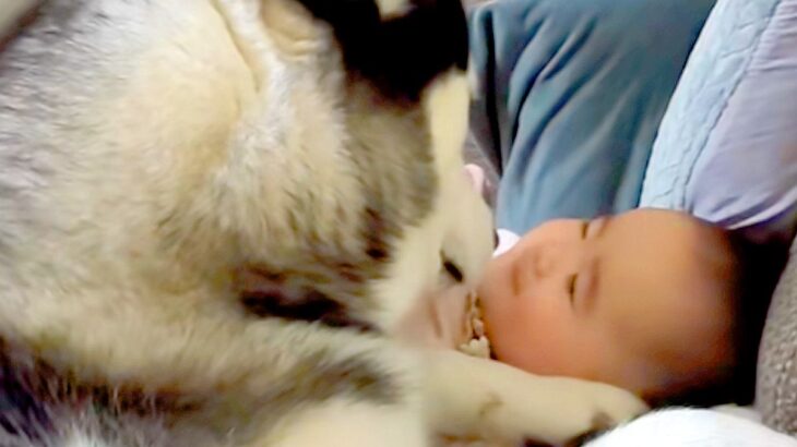 朝、赤ちゃん大好きなハスキー犬が見守り…ずっと見ていたくなる『愛を伝えている光景』がSNSで話題「良いベビーシッター」「優しい」と絶賛(ブログ)