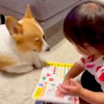 犬に『絵本の読み聞かせ』をする２歳の女の子→ずっと見ていたい『幸せな光景』が話題「めくるときに鼻に当たるの可愛い」「きゃわたまらん」(ブログ)