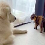 元野良猫が家にやってきた結果→先輩の『超大型犬』に喧嘩を売って…力の差がありすぎる『攻防戦』が面白かわいいと49万再生「ワンコの貫禄ｗ」(ブログ)