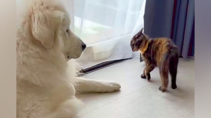 元野良猫が家にやってきた結果→先輩の『超大型犬』に喧嘩を売って…力の差がありすぎる『攻防戦』が面白かわいいと49万再生「ワンコの貫禄ｗ」(ブログ)