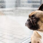 『鼻ぺちゃな犬』がなりやすい病気5つ　短頭種にみられる特徴や普段からできる対策まで(ブログ)