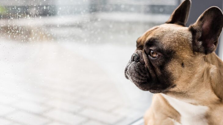 『鼻ぺちゃな犬』がなりやすい病気5つ　短頭種にみられる特徴や普段からできる対策まで(ブログ)