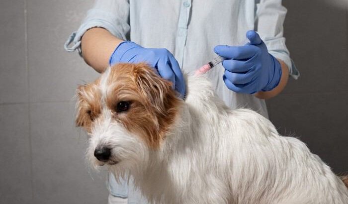 【研究紹介】急性膵炎で入院した106頭の犬における血液検査値と症状の関連性とは？(ブログ)