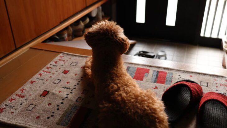 犬が『留守番できなくなる』飼い主の行動5つ　苦手を助長するNG行為や安心して待たせるコツまで(ブログ)