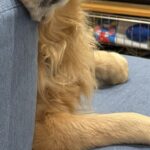 家族が食事中、すでにご飯を食べた大型犬が…思った以上に『切ない表情』に55万表示の反響「過去のことだもんね…」「うちも同じｗ」の声(ブログ)