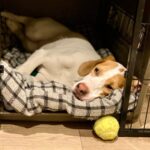 『寂しがりやな犬』の特徴５選　あなたの愛犬は当てはまる？独りに慣れさせるコツまで(ブログ)