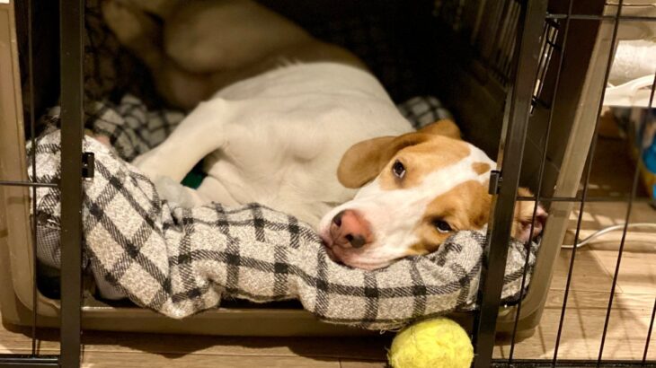 『寂しがりやな犬』の特徴５選　あなたの愛犬は当てはまる？独りに慣れさせるコツまで(ブログ)