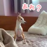 『一緒に寝よう』とベッドへ向かうパパと犬→途中で隠れてみた結果…とんでもなく『健気な行動』が114万再生「子供と一緒」「親子の愛を確信」(ブログ)