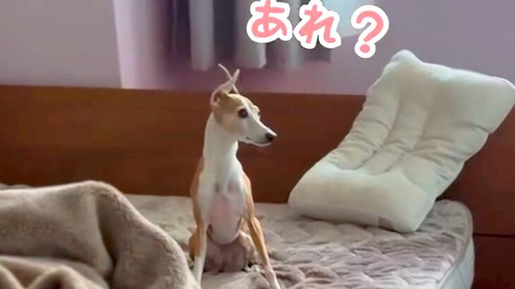 『一緒に寝よう』とベッドへ向かうパパと犬→途中で隠れてみた結果…とんでもなく『健気な行動』が114万再生「子供と一緒」「親子の愛を確信」(ブログ)