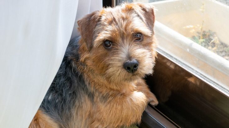 犬に『おいで』と言っても来てくれない理由5つ　呼び戻しを成功させるために必要なトレーニングとは？(ブログ)